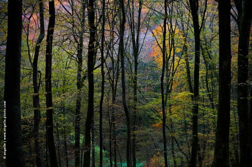photo © angelle / foret peinture automne