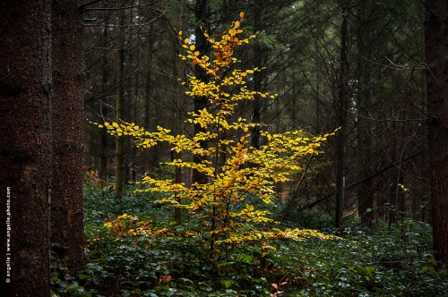 photo © angelle / arbre automne foret