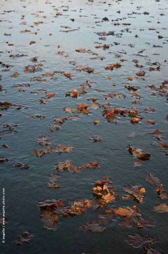 photo © angelle / glace etang feuille hivers