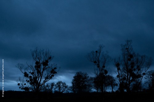 photo © angelle / crépuscule arbres ombre chinoise 