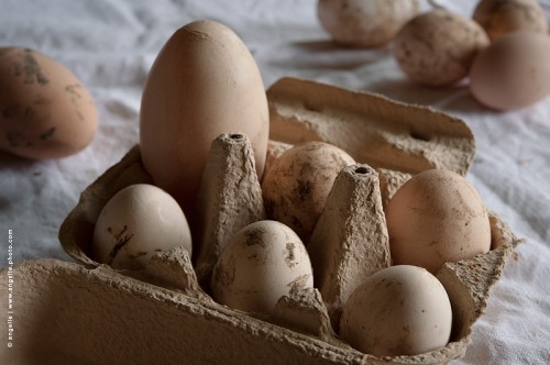 photo © angelle / boite oeufs campagne