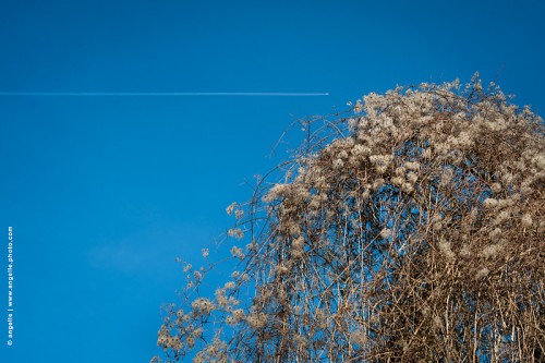 photo © angelle / arbre ciel trace avion