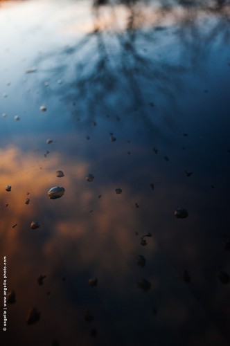 photo © angelle / reflet crepuscule arbre